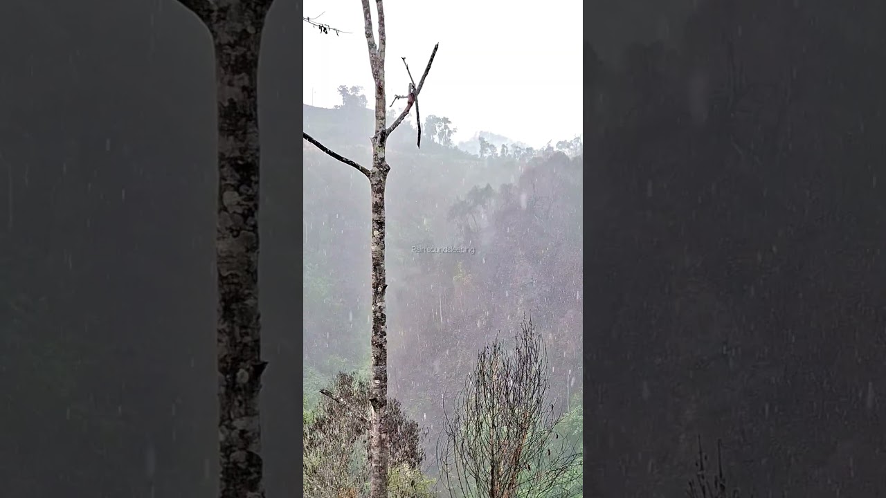 🌧️Real Recording |Heavy Rain in Forest 🌧️ (NO AI)