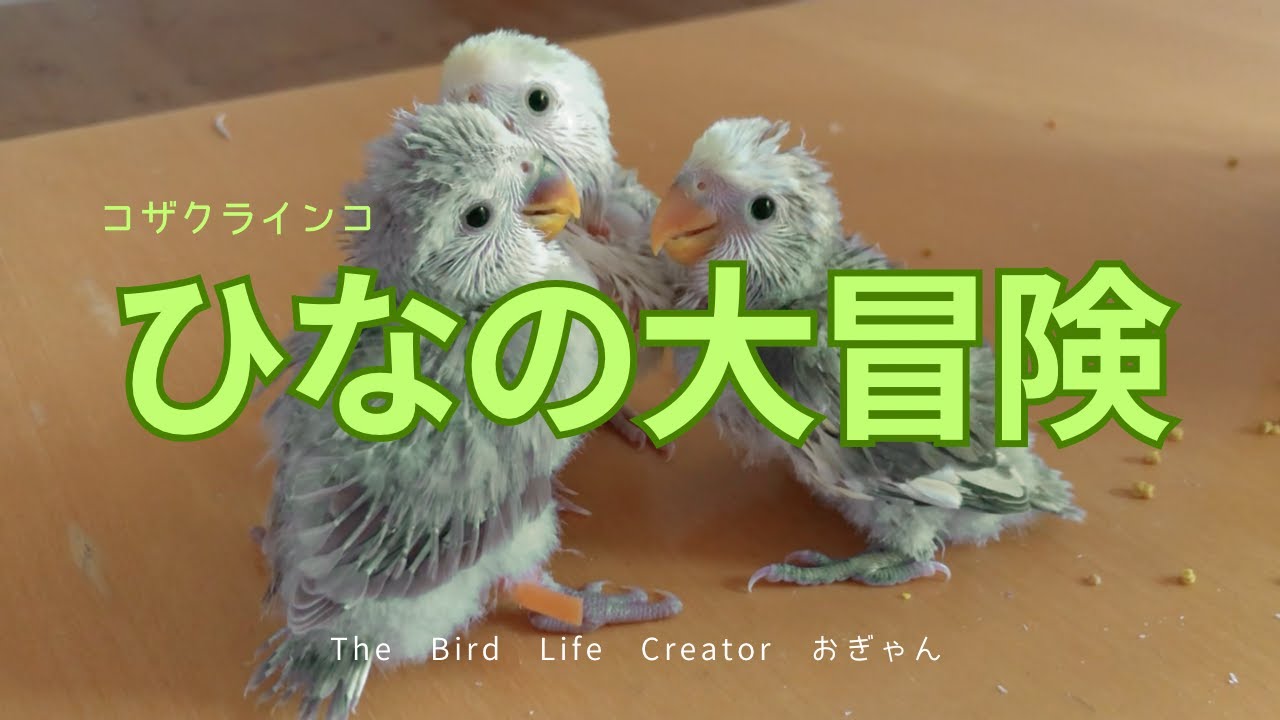 勇気を出して！コザクラインコのひな３羽の大冒険