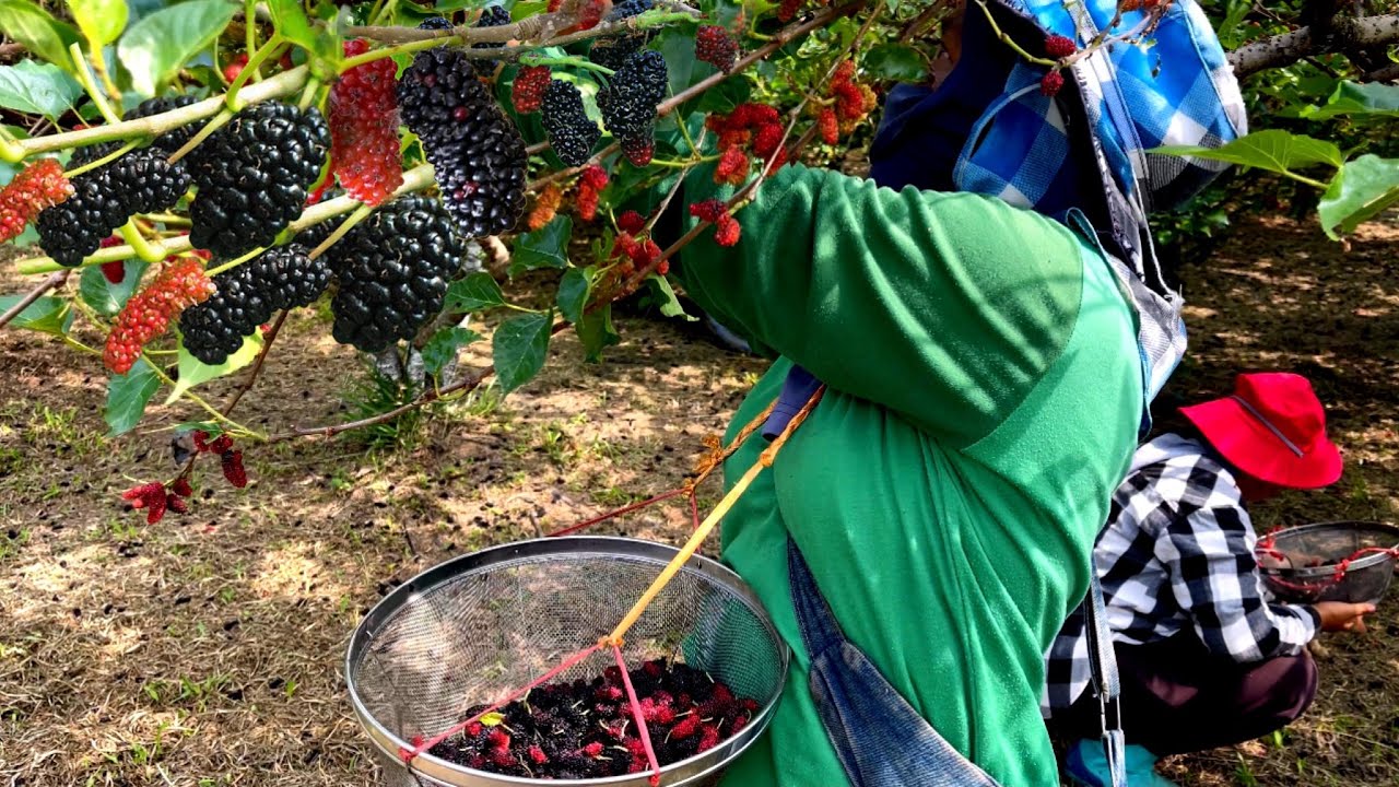 Amazing Asian Mulberry Farm and Harvesting - Thai street food