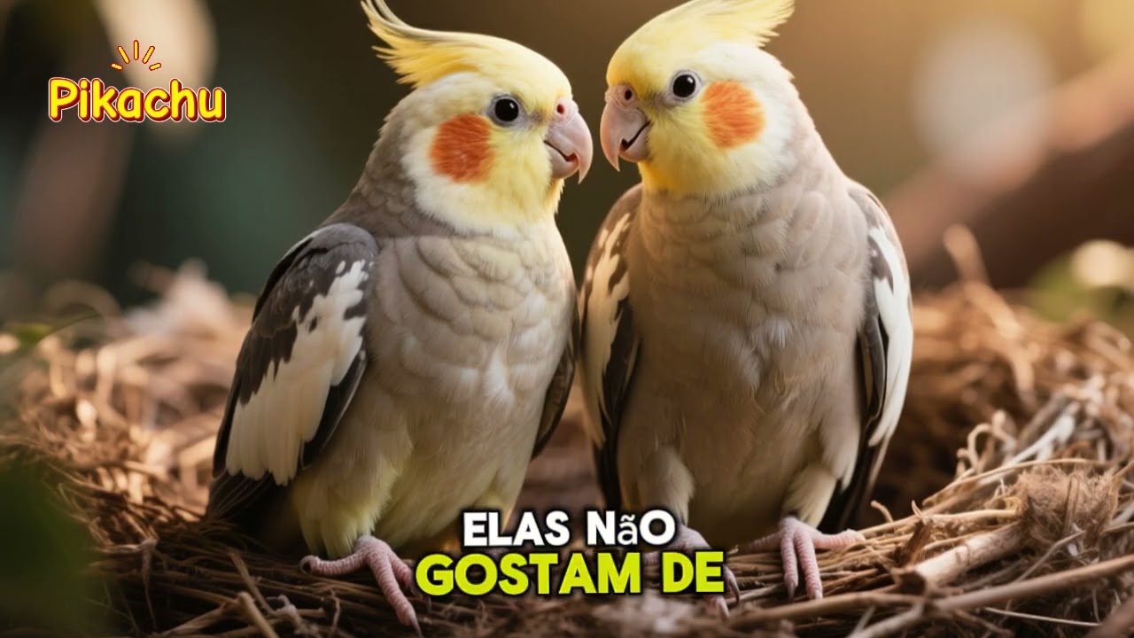 Você sabia? 10 Curiosidades Sobre Calopsitas que Você Nunca Imaginou!
