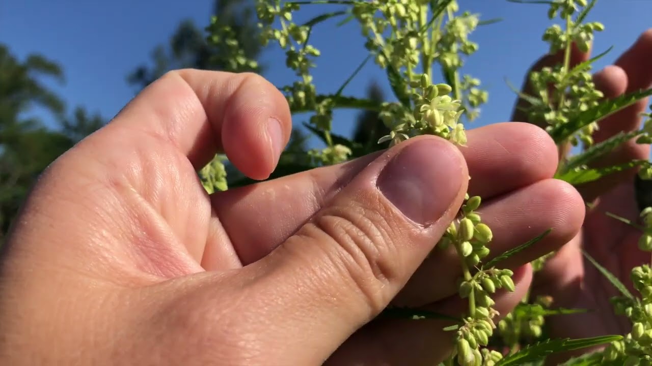 Male Cannabis Plants