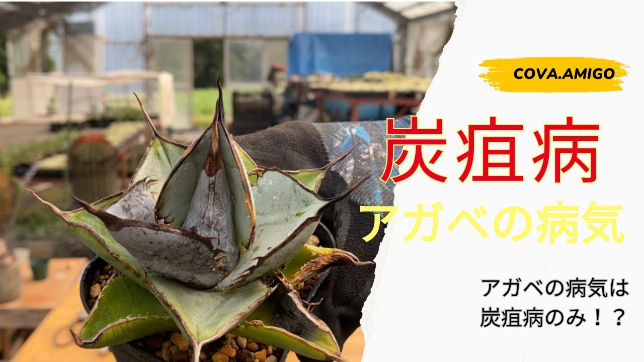 『驚き』炭疽病のアガベの解剖と対処法