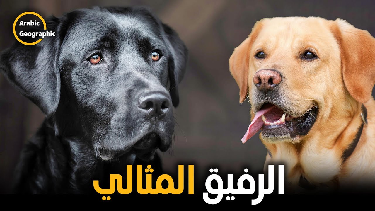 لماذا كلب اللابرادور ؟! | الحيوانات والحياة البرية