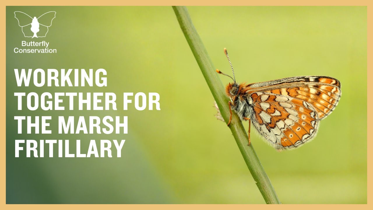 Working together for the Marsh Fritillary