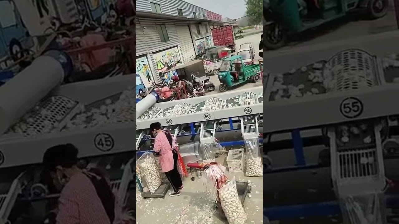 8 tons Garlic Grading Sizing Machine Supplier        #garlic #garlicmachine #agriculture