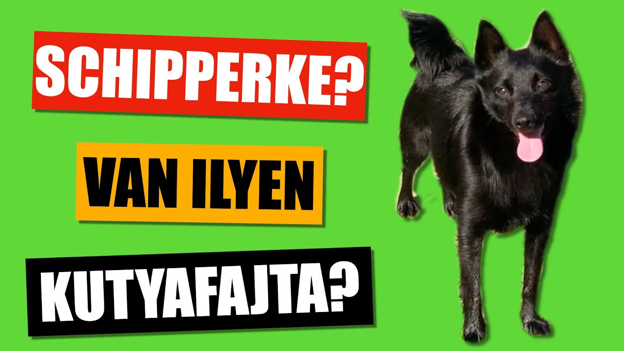 Kutyafajták - SCHIPPERKE