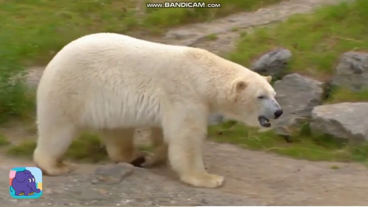 Die Sendung mit der Maus Wie schwimmt ein Eisb&auml;r?