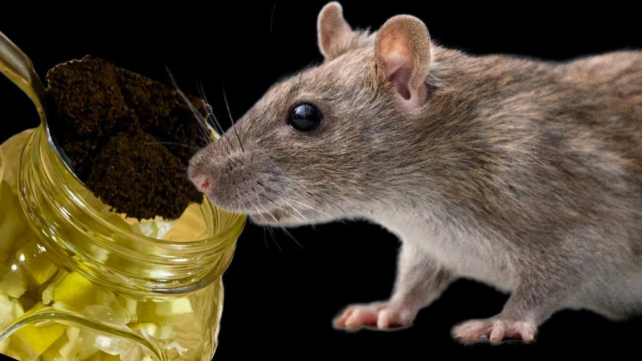 Nur 1 Tropfen und M&auml;use und Ratten verschwinden sofort! Vertreiben Sie Nagetiere.