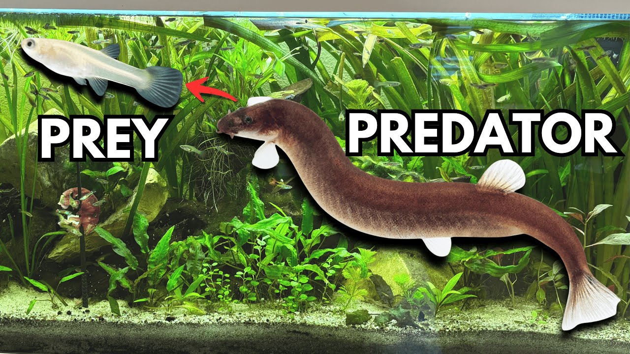 My KUHLI LOACHES hunt Guppy Fish Fry!