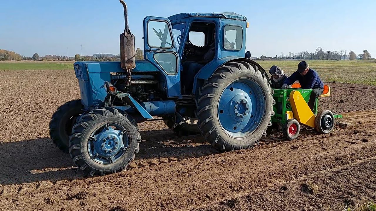 Трактор Т-40  на посадке чеснока