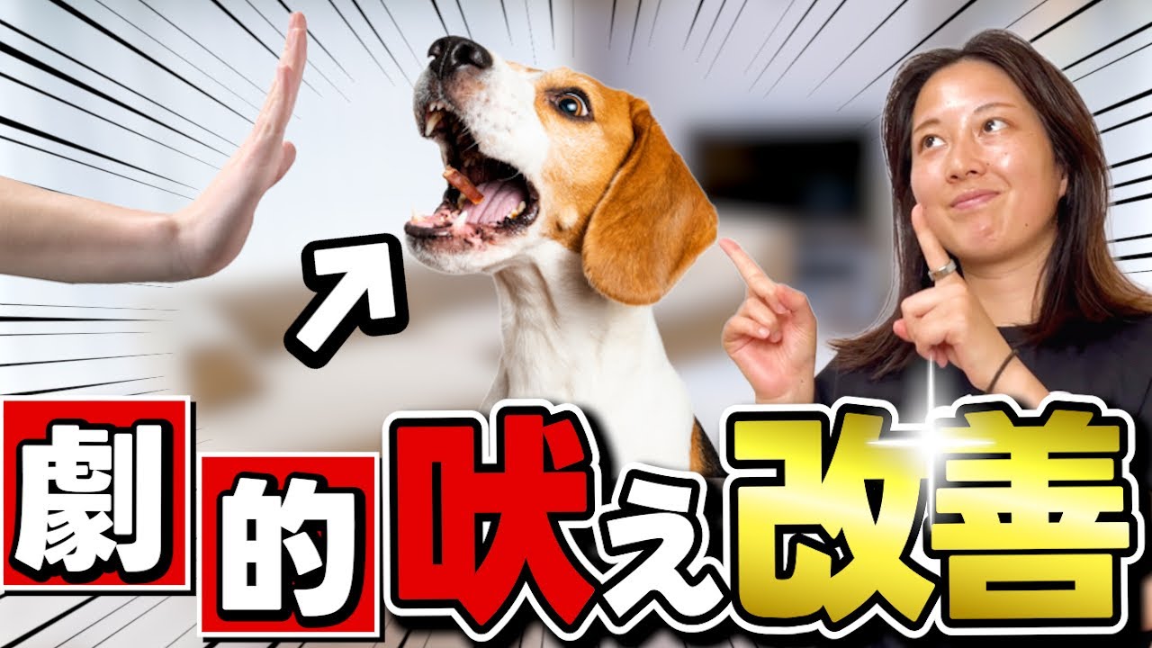 【完全ガイド】まずこれだけやって！吠えを劇的に改善できるマテの教え方