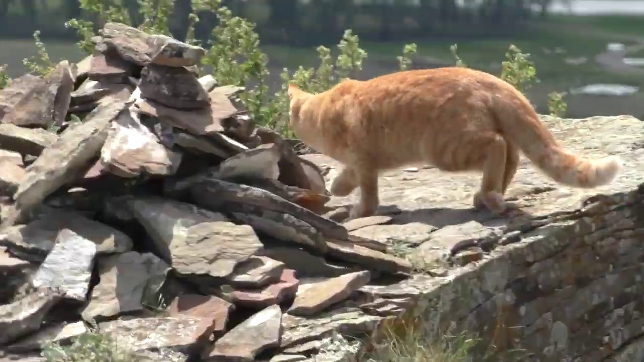 Кот компаньон | Companion Cat