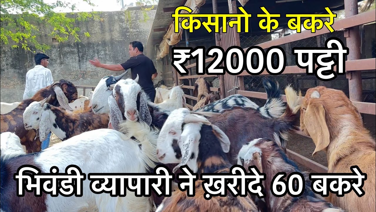 भिवंडी व्यापारी ने खरीदे किसानो के बकरे ₹12000 पट्टी | laxman goat farm 9928251628