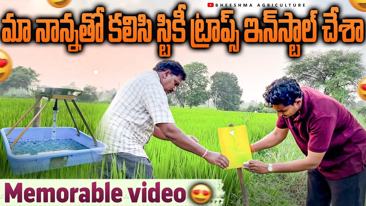Sticky Trap Installation with My Father 👨&zwj;🌾 | Memorable Farming Day | Bheeshma Agriculture