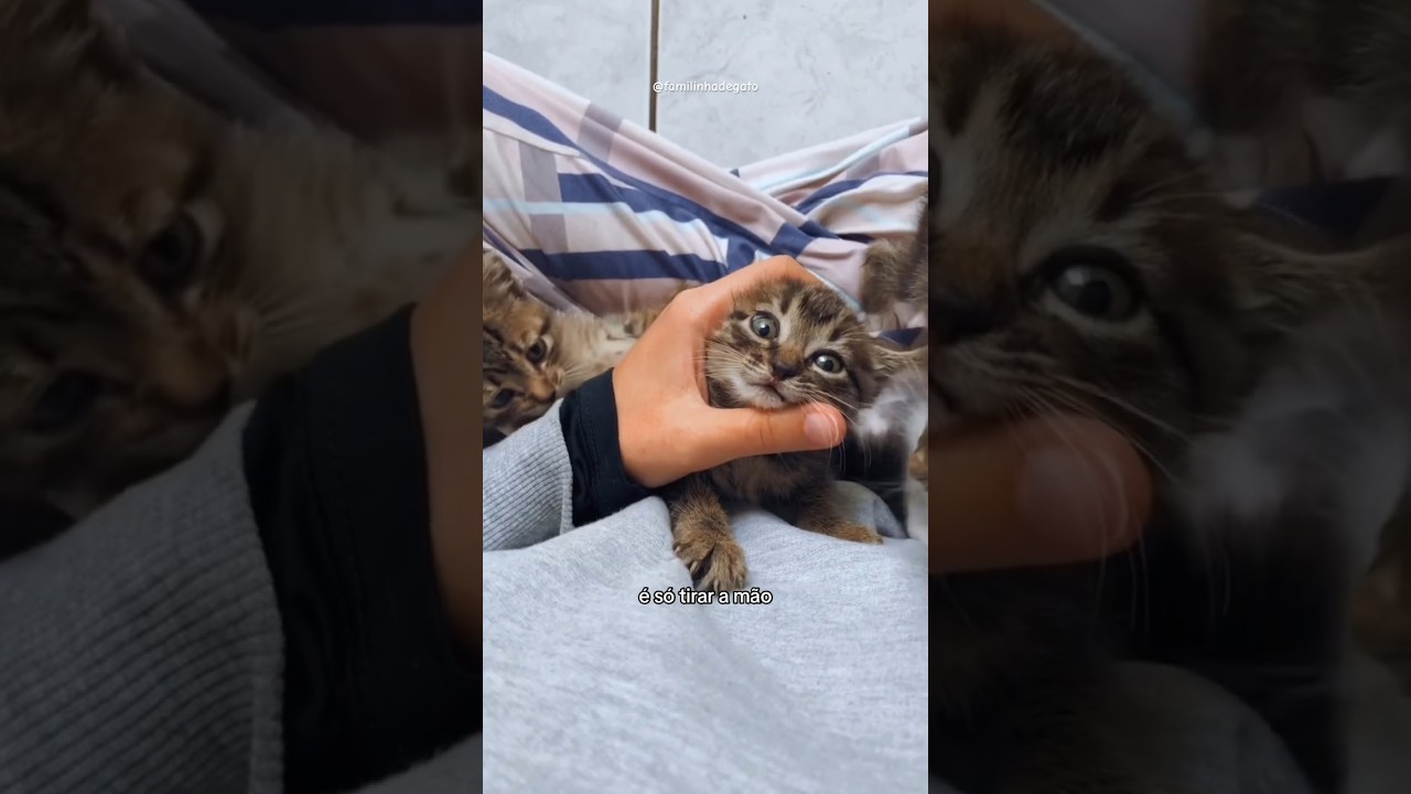 Como ensinar o gato a n&atilde;o morder