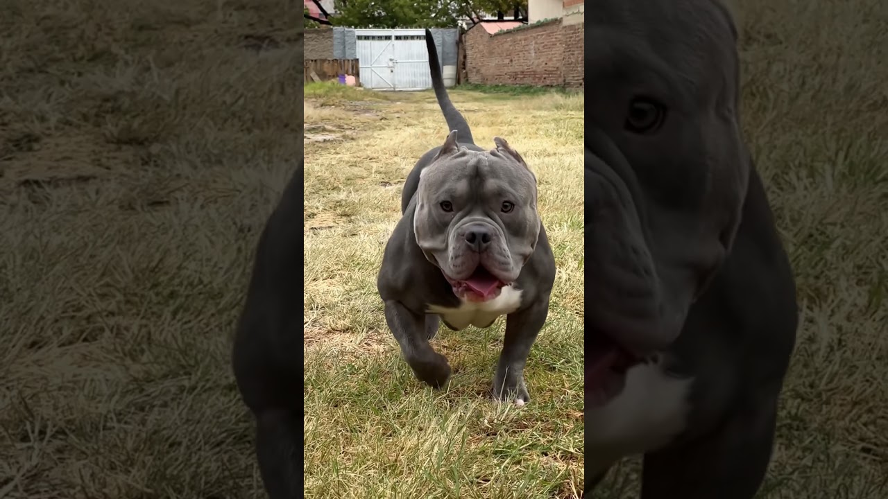 Ragnar American Bully pocket #americanbully #dog #perros #mascotas #pitbull