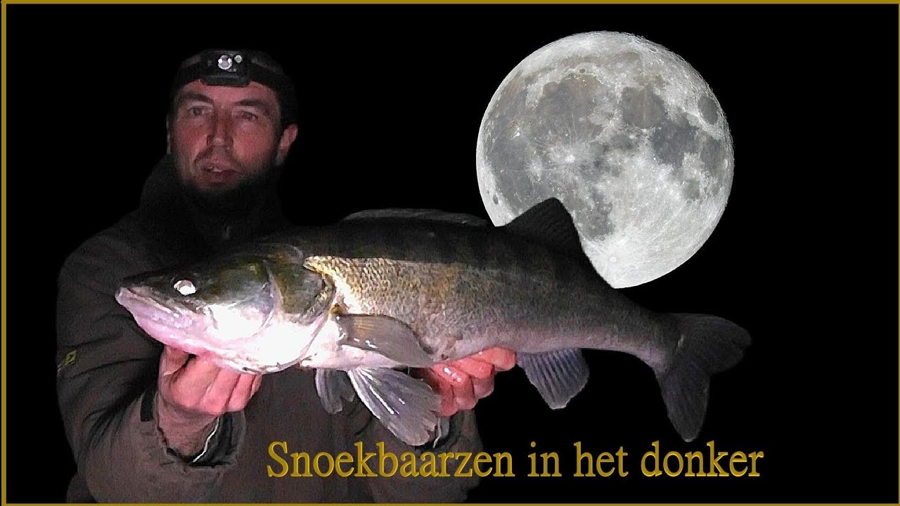 SNOEKBAARS VISSEN VANAF DE KANT  - SNOEKBAARZEN met SHADS in de WINTER 2026 #105