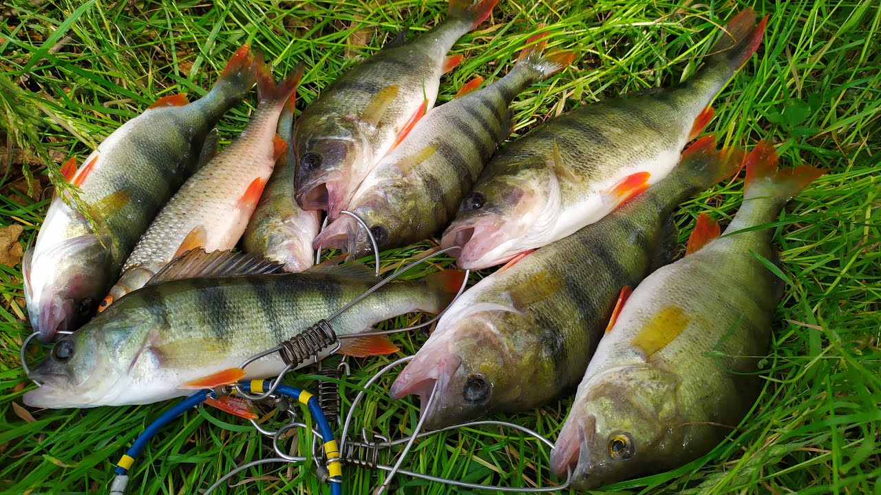 ✅Топ ПРИМАНКА на КРУПНОГО ОКУНЯ!😍 Мордаті окуня гнуть спінінг в бублик!🎣