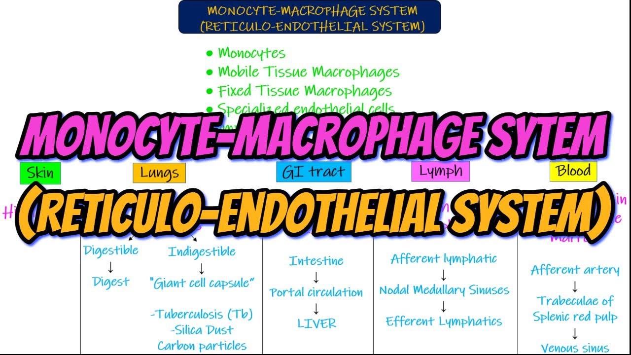 Monocyte-Macrophage System (Reticuloendothelial System). Chapter 34 part 4. Guyton and Hall Physio.