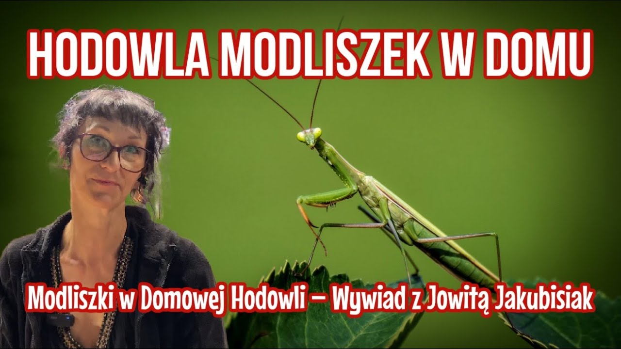 Jak Hodować Modliszki w Domu? | Rady Ekspertki Jowity Jakubisiak!