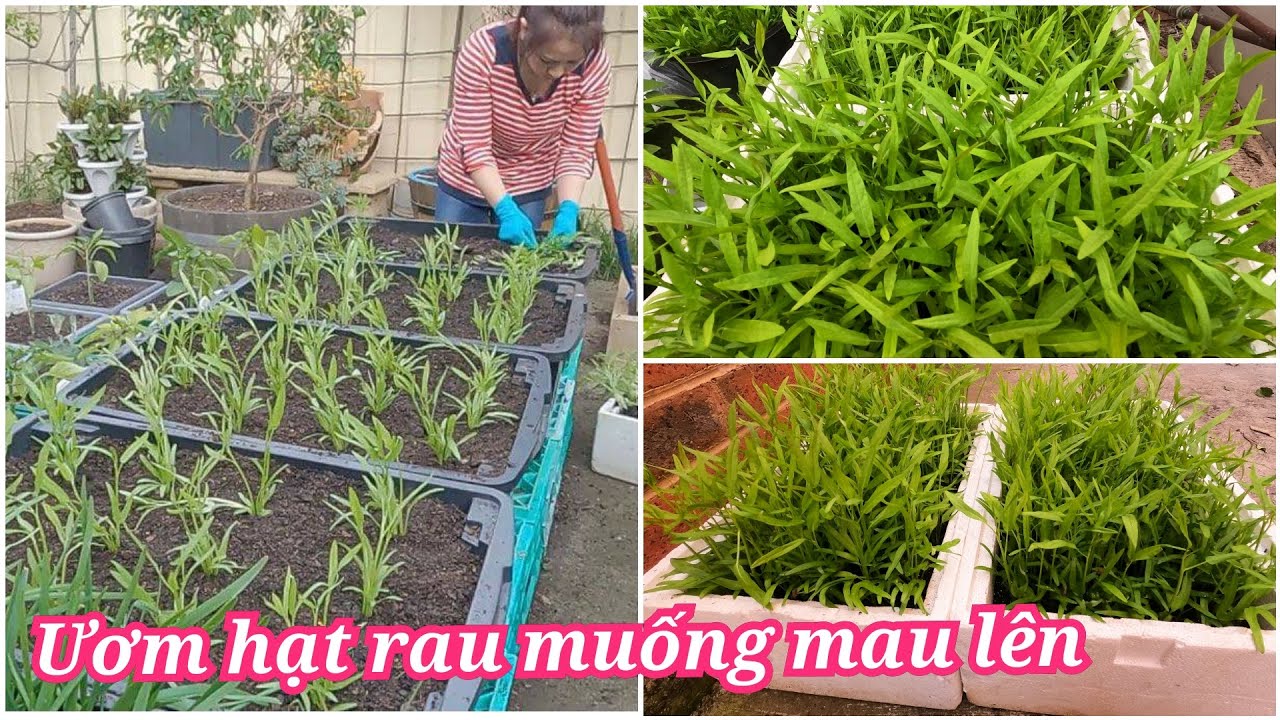 Chia sẻ cách ươm hạt và trồng rau muống trong chậu ở xứ lạnh/Sang La Úc Châu