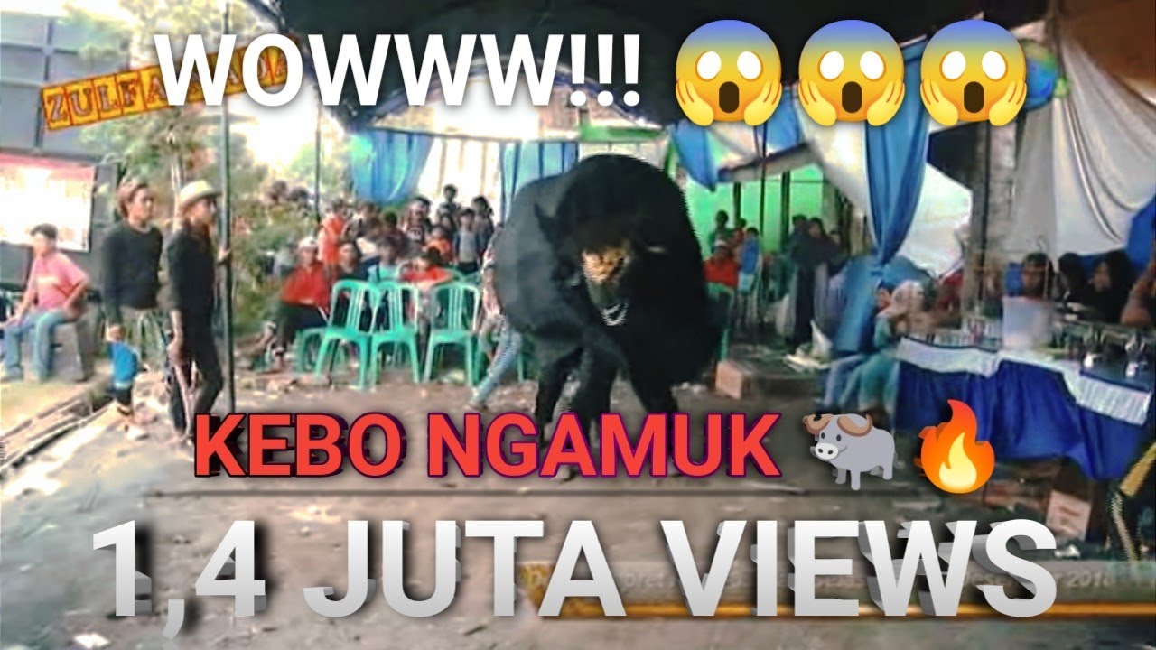 ATRAKSI KEBO NGAMUK 🐃🔥🔥🔥|MANUK DANGDUT || PUTRA ZULFA NADA || LIVE DESA JIMPRET 18 DESEMBER 2018