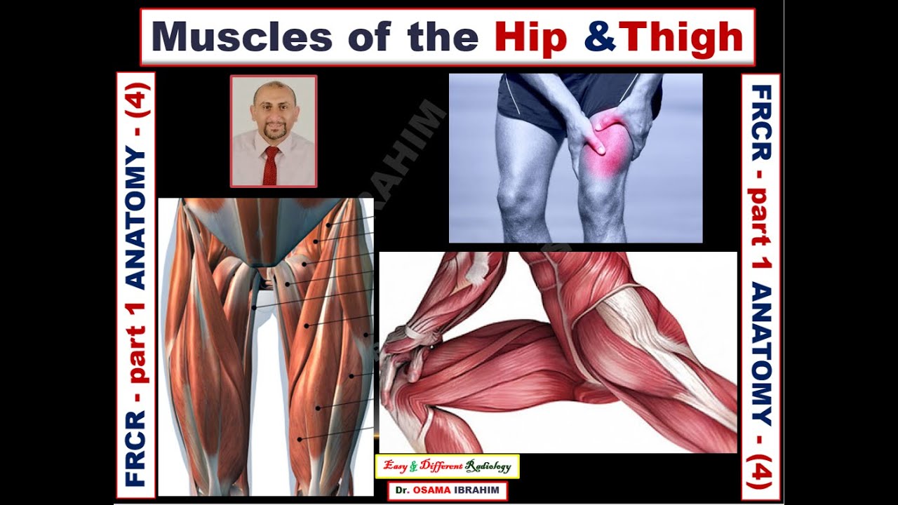 FRCR -(part 1) Anatomy 4- Muscles of the thigh