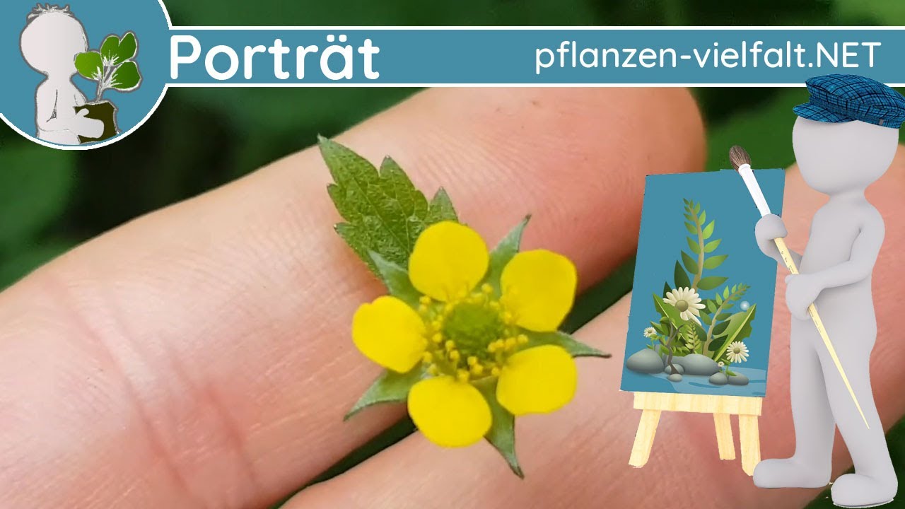 🖼️ Porträt 094 - Echte Nelkenwurz (Geum urbanum) - Wildpflanzen-Steckbrief (Essbar)