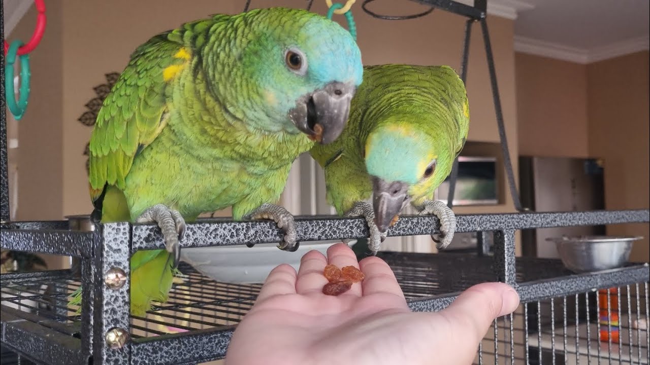 Amazon parrots' most favourite treat || cute parrots 