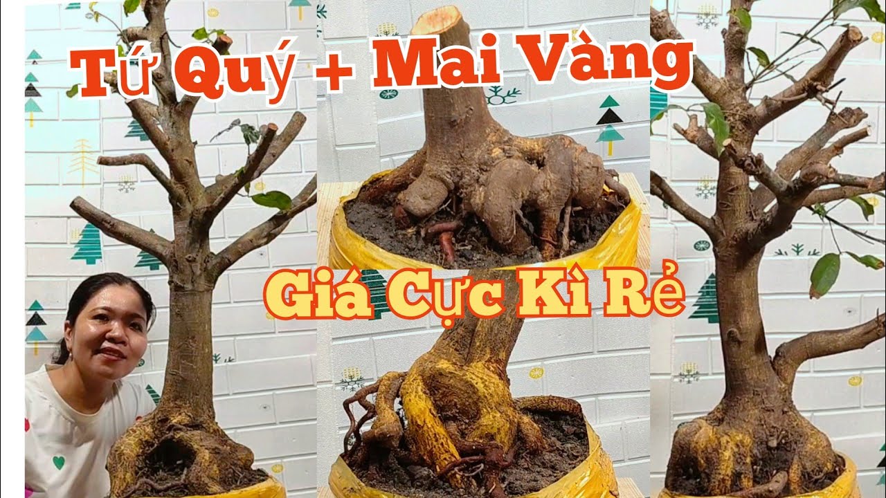 (15/3)☎️Mến: 0373.253.427 GL: Tứ Quý+Mai vàng.Giá Cực Kì Rẻ.