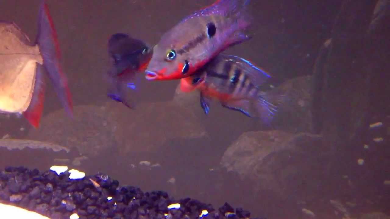 Firemouth Cichlid Fight
