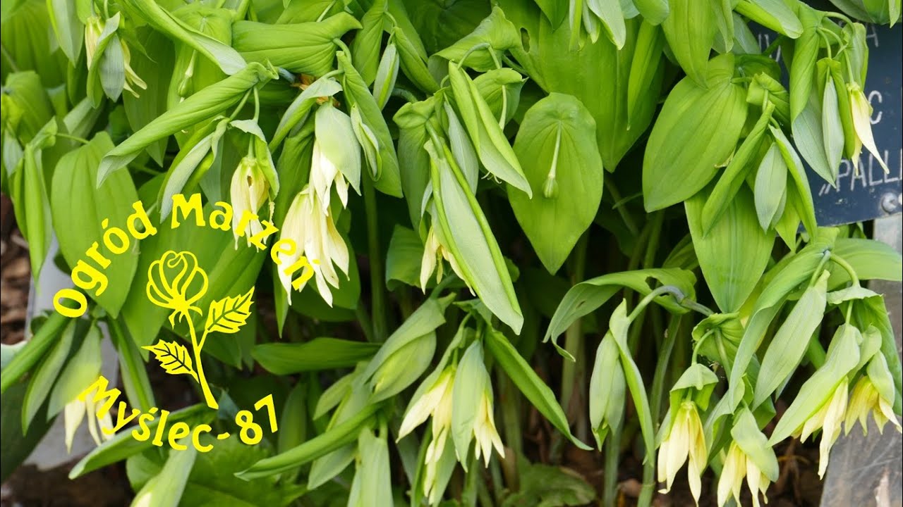 Uroczy jagodowiec wielkokwiatowy - Uvularia grandiflora.