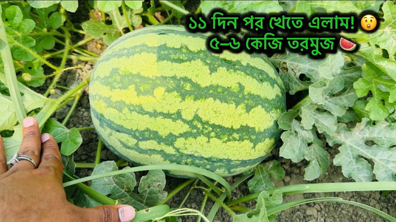 ১১ দিন পর তরমুজের খেতে আসলাম 🍉 | ৫–৬ কেজি তরমুজ দেখে অবাক!