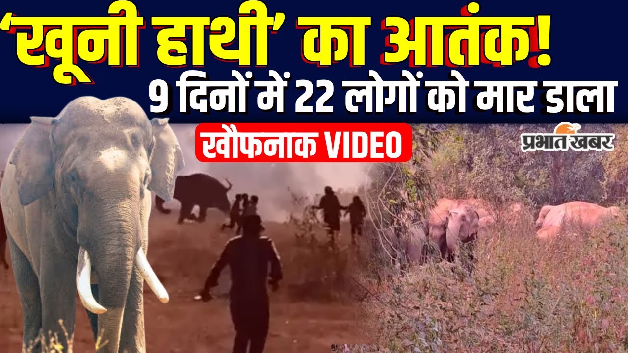 Jharkhand News: Chaibasa में खूनी हाथी का आतंक,अबतक 22 लोगों की मौत| Elephant Attack Video | Vantara