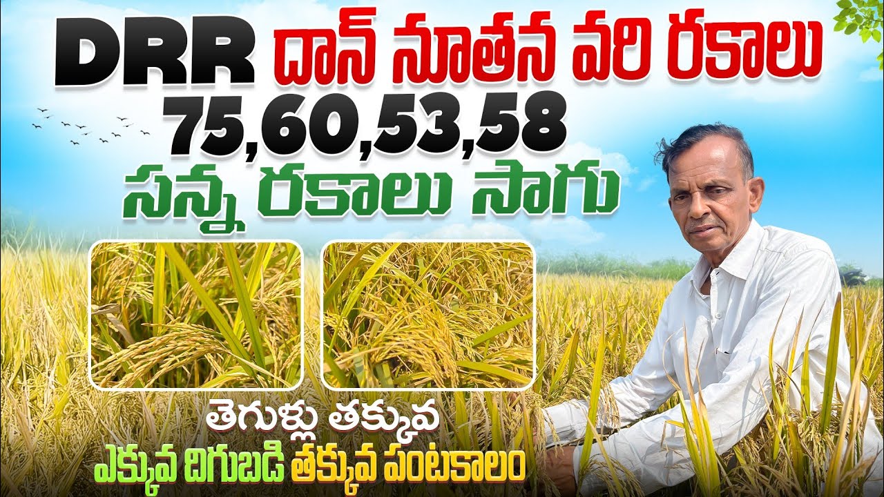 కొత్త రకం వరి వంగడాలతో లాభదాయకమైన వ్యవసాయం DRR DHAN Latest Paddy Varieties Raithannaki thoduga 
