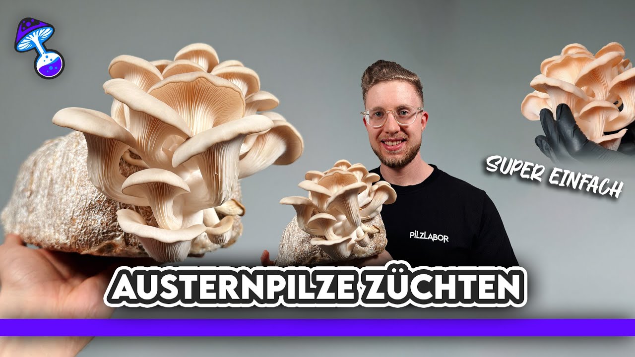 Austernpilze züchten mit nur 4 Dingen – SO einfach war es noch nie! 🍄🔥