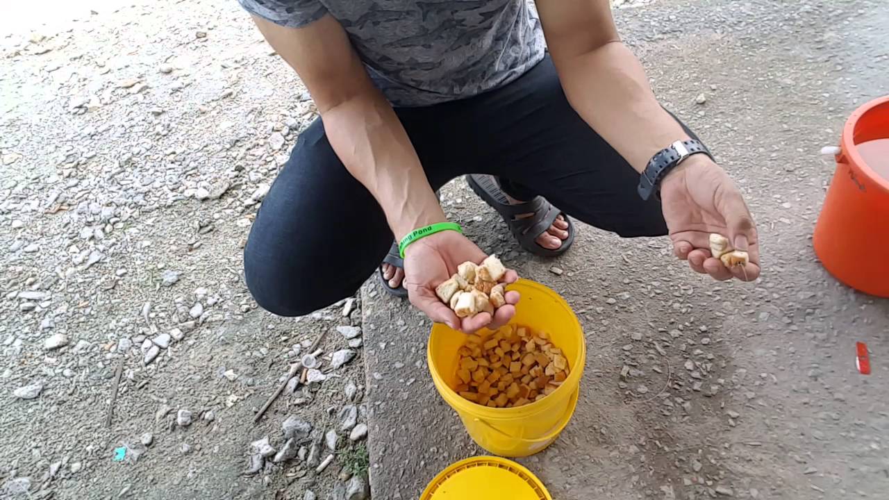 Umpan Kolam Air Tawar By Greenbait