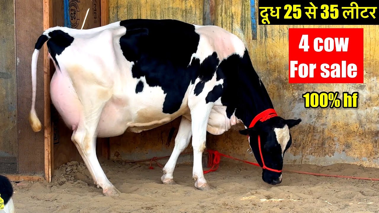 25 से 35 लीटर दूध की एच एफ गाय// किस रेट में मिलेगी// #cow #dairyfarm 