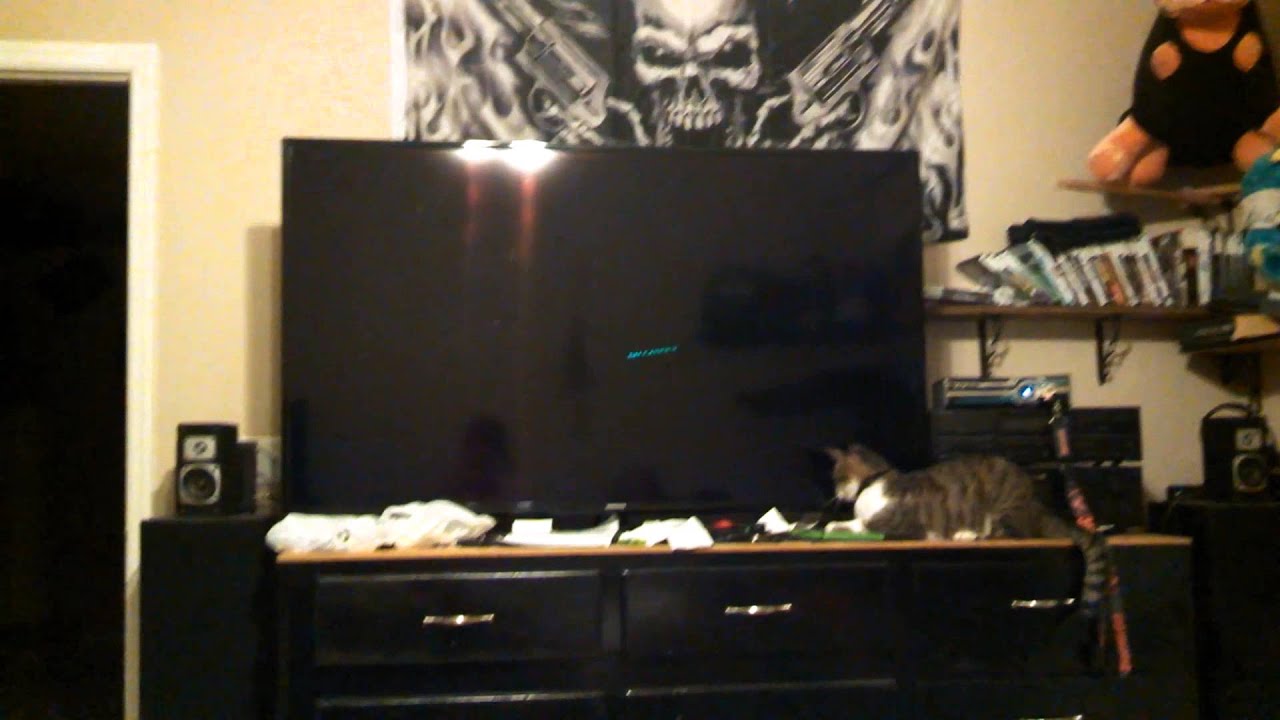 Our cat is scared of Nicole Kidman. BATCAT