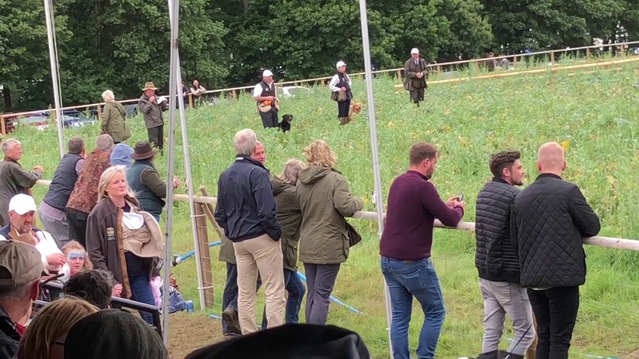 2019 game fair. nigel Probert llangynidr gundogs