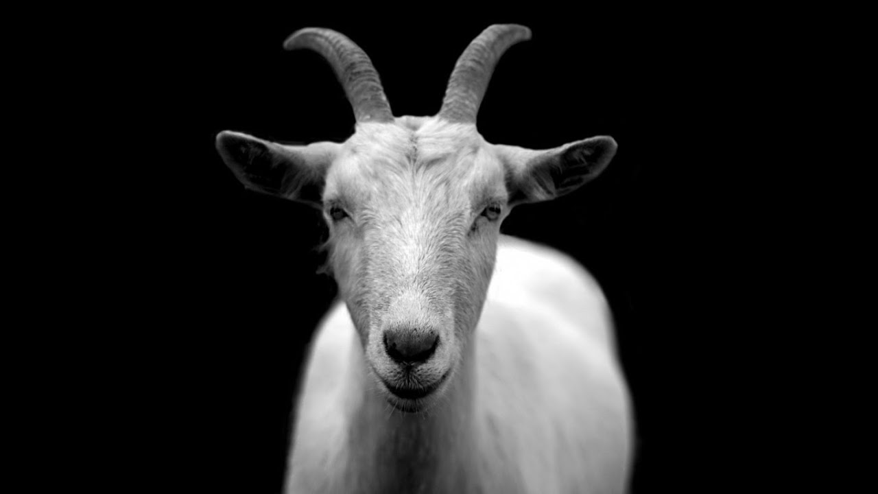 Scape Goat-Breaking Free