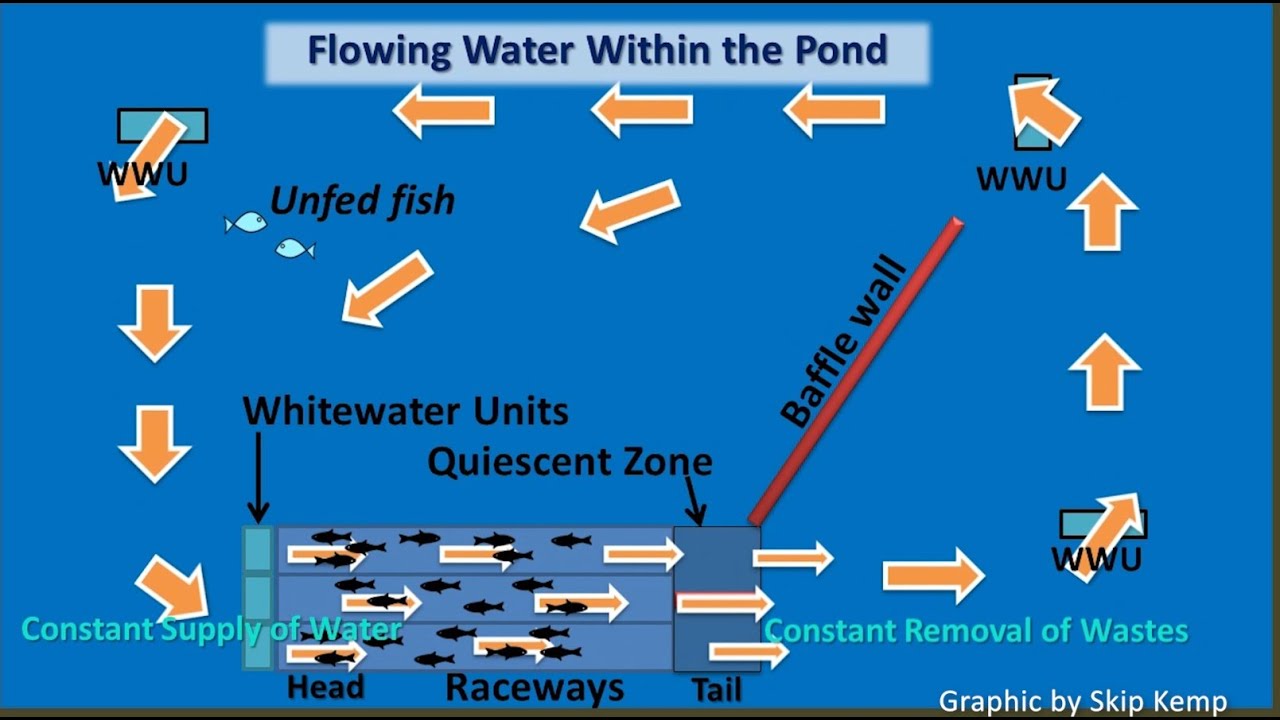 Understanding the Sustainable IPRS: In-Pond Raceway System (DIY How to Modernize Your Fish Farm)