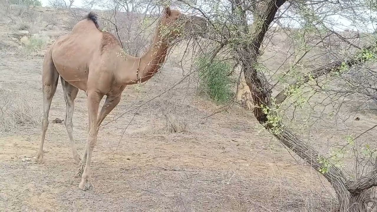 الجمل تأكل العشب الأخضر في الغابة|| camel eats green grass in the forest