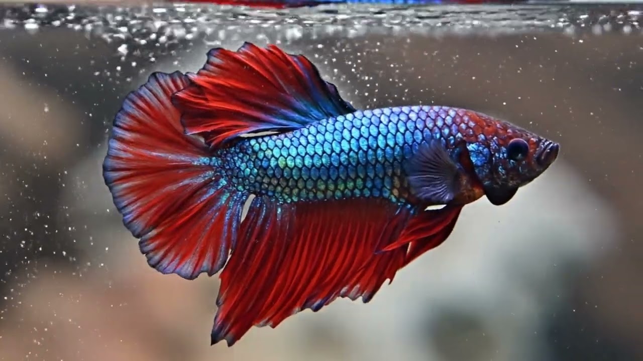 Unbelievable Beautiful Betta Fish Aquarium Setup and Care Tips #3