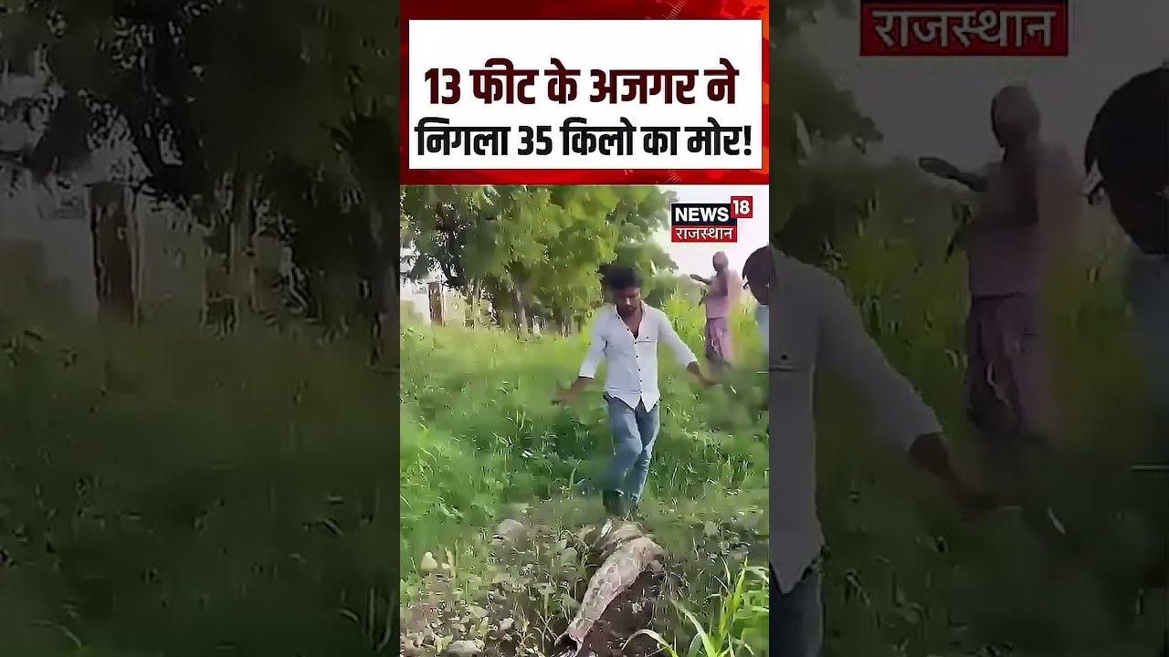 Pali Python Rescue: मोर निगल गया अजगर, Video Viral! | N18S | Shorts | Latest Video