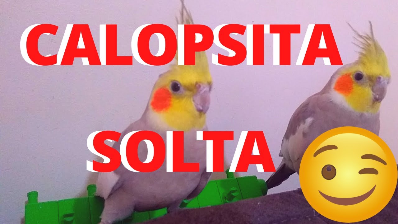 Calopsita Solta em Casa - Primeiros Passos