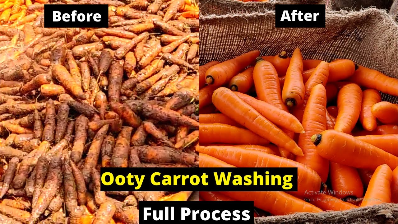 Ooty Carrots Washing Plant | Carrot Processing | Carrot Washing Machine in Nilgiris