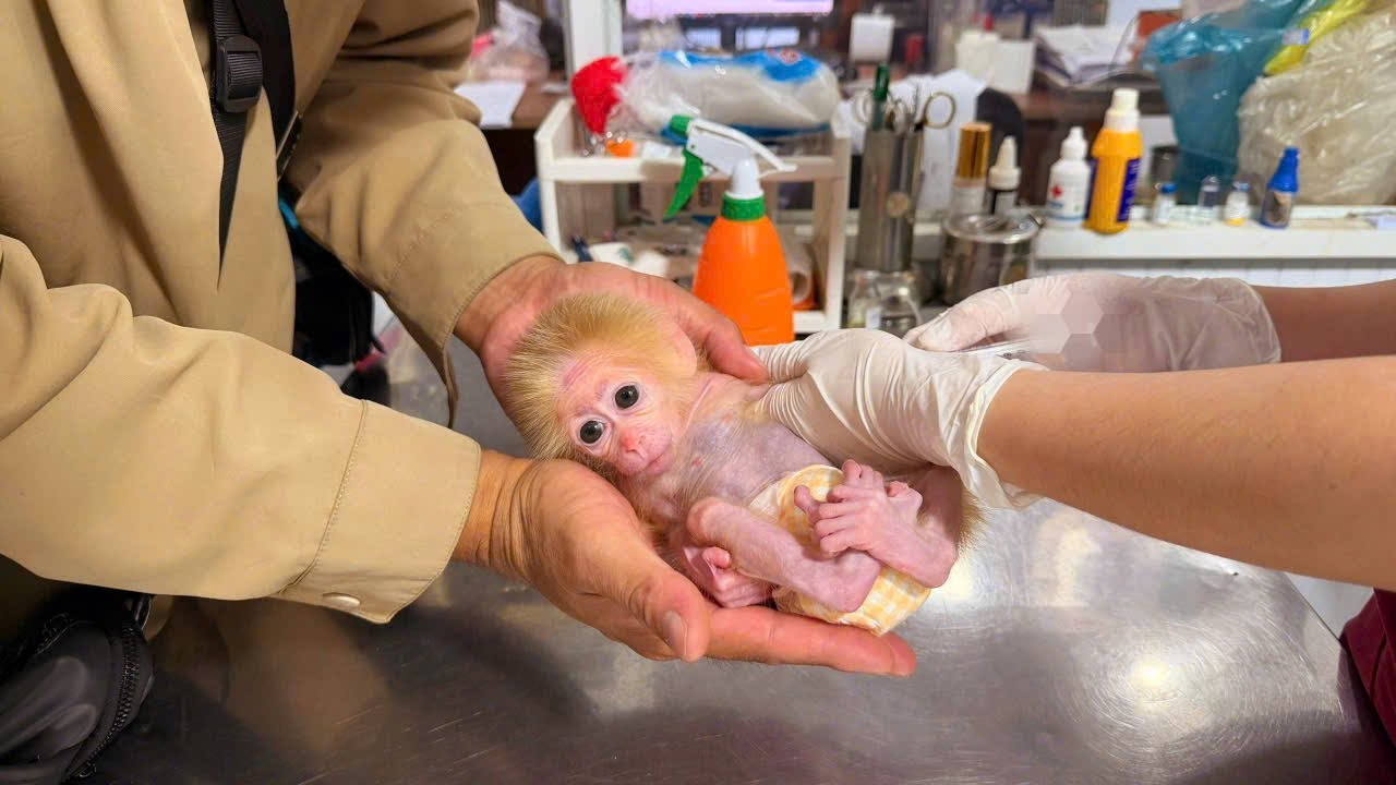 Dad took the little monkey to the doctor... Kyo did something unexpected!