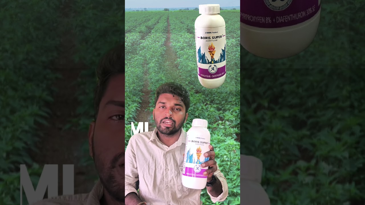 mirapalo telladoma,nalli,thamarapurugu,mandhulu #mirchi #mirapa #modi #farming #viral #like #art