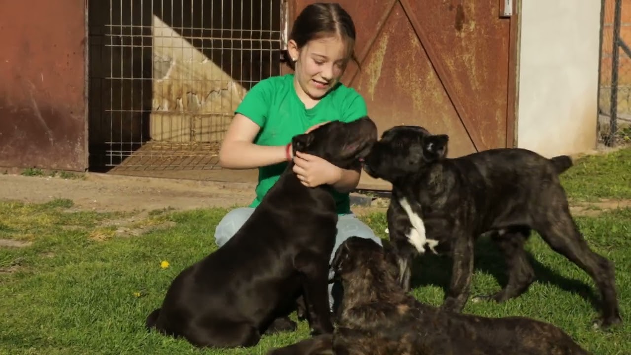 Moj savršeni ljubimac ep. 305 21.04.2025. Badovinci, cane corso